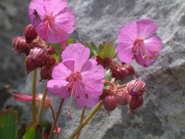 Geranium macrorrhizum / Geranio crestato